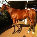 Inglis Easter Yearling Sale 2011 Lot 277 Casino Prince x Helsinge colt Black Caviar's brother and highest price yearling